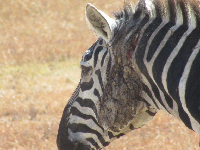 How To Find Appreciation In Being Mutilated By Lions