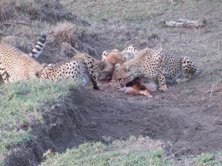 Cheetah Drive-By