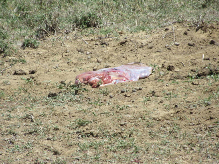 Wildebeest Placenta: Everything That You Always Wanted To Know, But Were Afraid To Ask