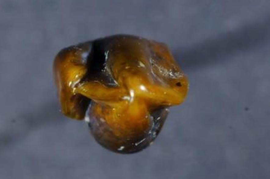 ancient-primate-tooth