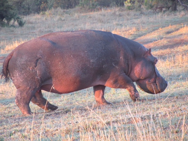 hippo-grazing