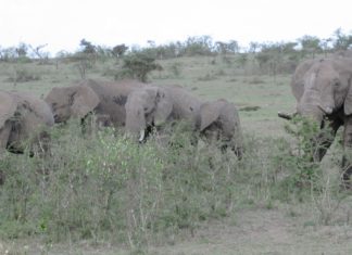 elephant-family