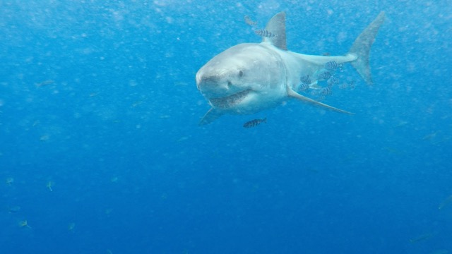 great-white-shark-the-legend