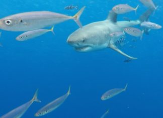 great-white-shark-guadalupe-island-scad-mackeral