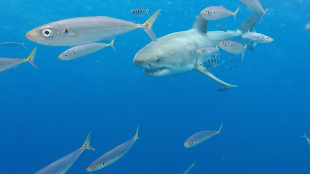great-white-shark-guadalupe-island-scad-mackeral