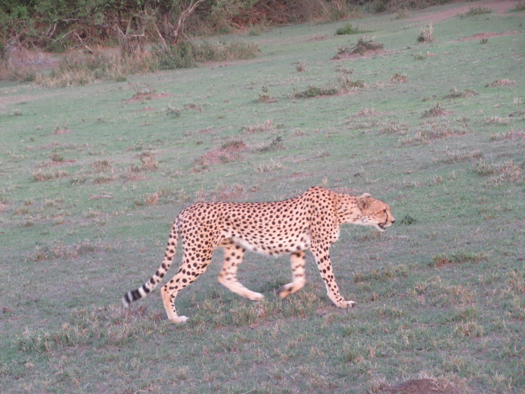 cheetah-walking