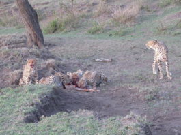 cheetah-family-at-kill