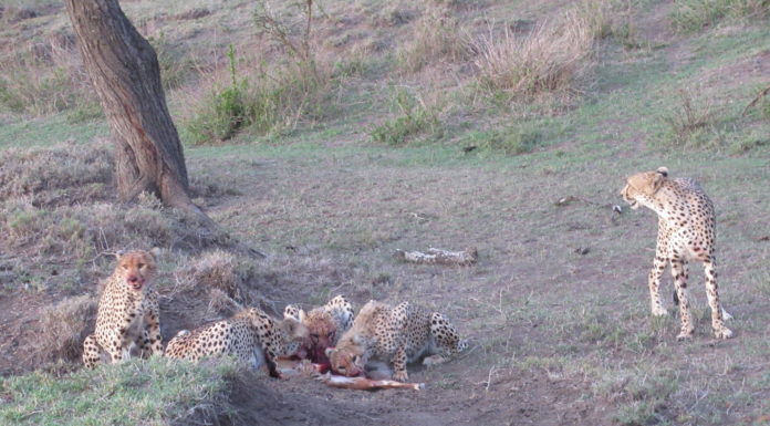cheetah-family-at-kill