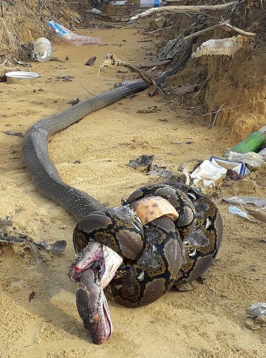 cobra-python-death-match