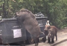 giant-boar-dumpster