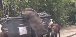 giant-boar-dumpster
