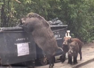 giant-boar-dumpster