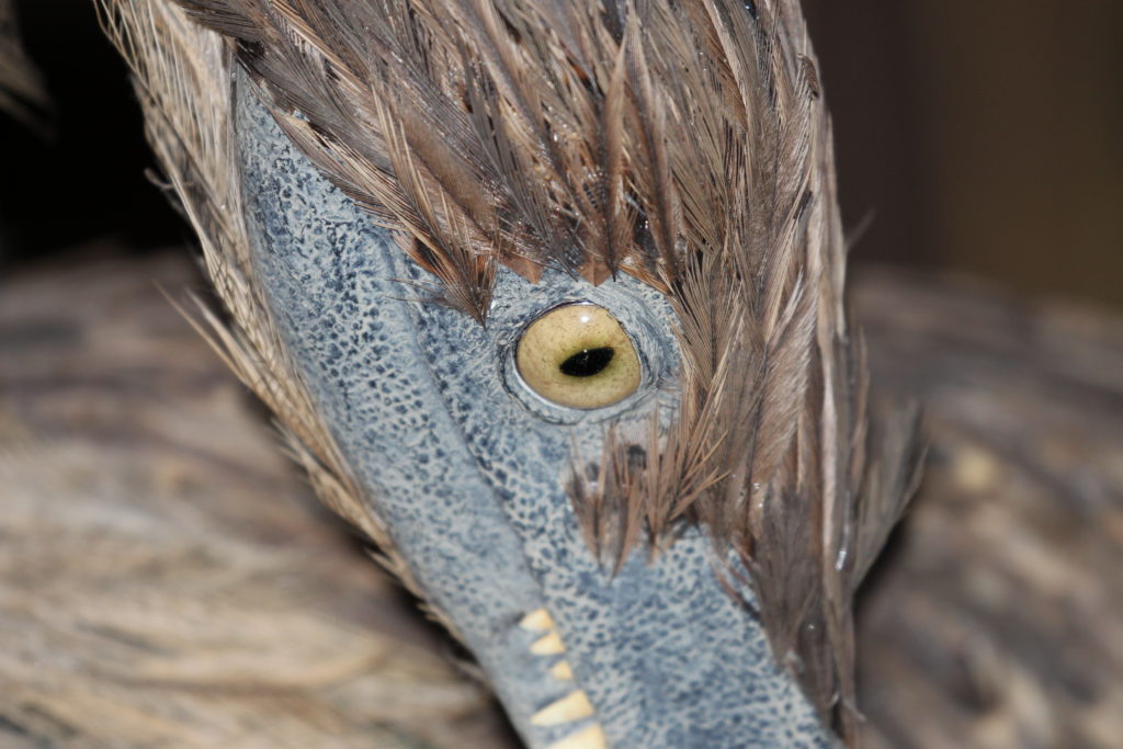 feathered-dinosaur-close-up