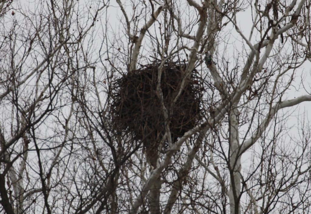 harmar-eagle-nest