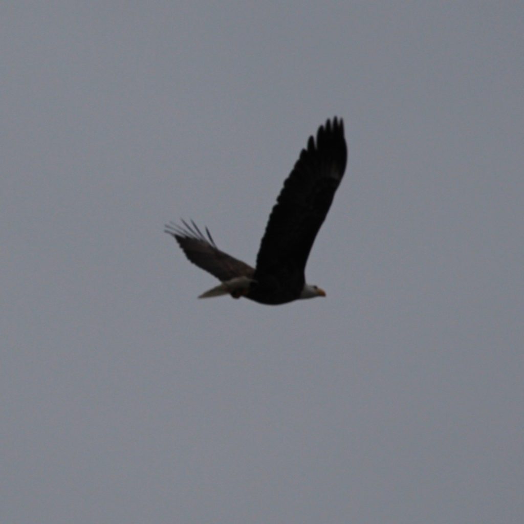 bald-eagle-flying