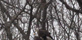 pair-of-bald-eagles
