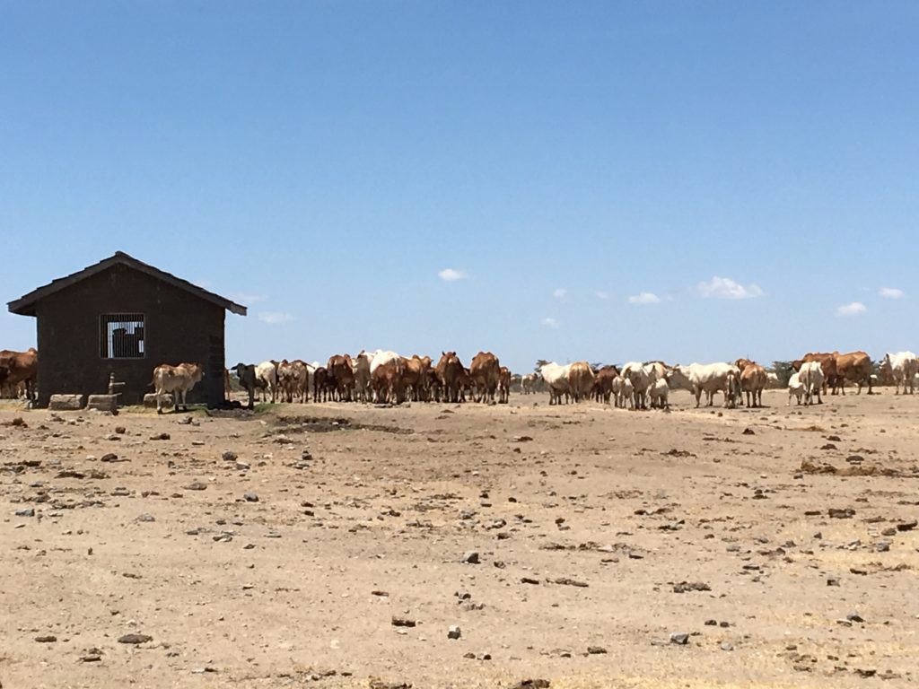 masai-cattle-ol-pejeta