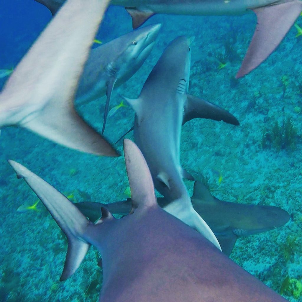 shark-feeding-frenzy