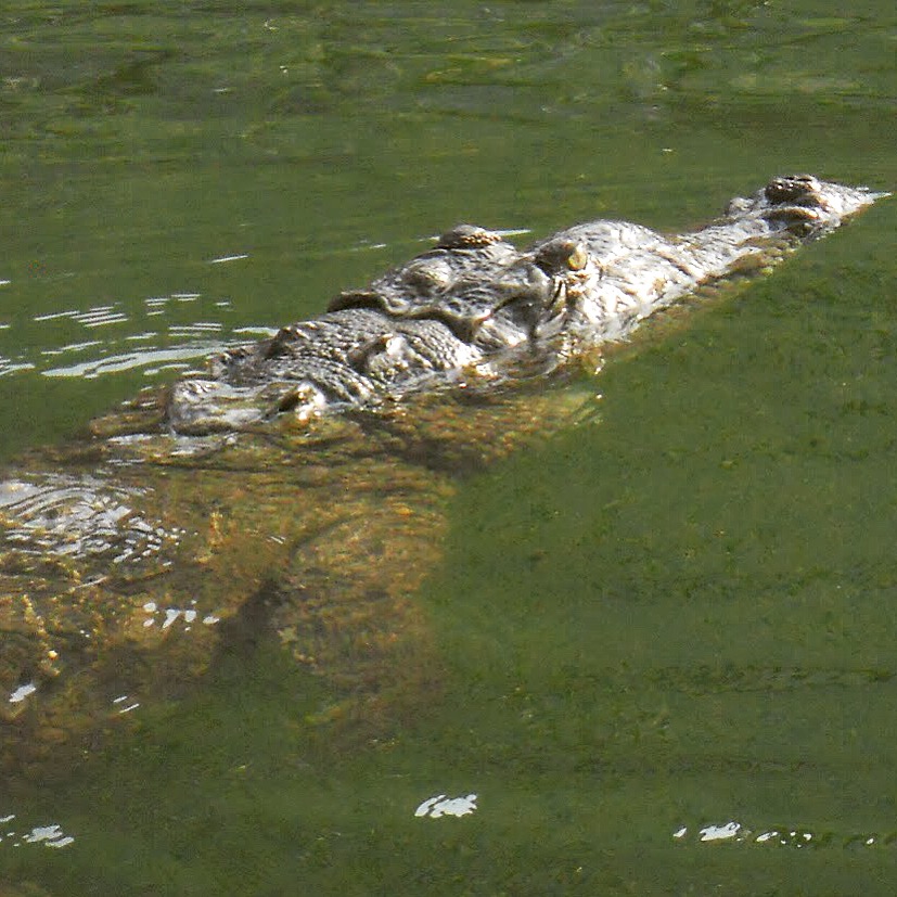 adult-male-american-crocodile