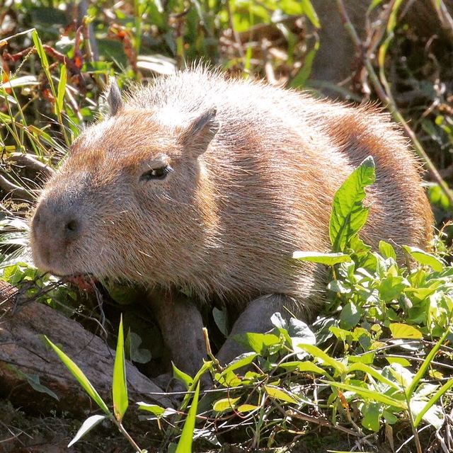 capybara-id-eco-super-eco