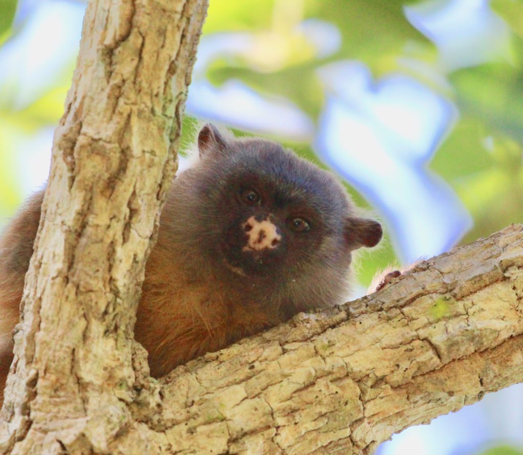black-tailed-marmoset