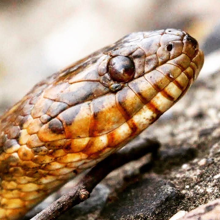 northern-water-snake