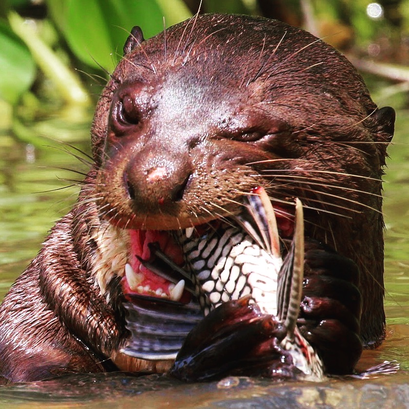 giant-otter-eating-fish