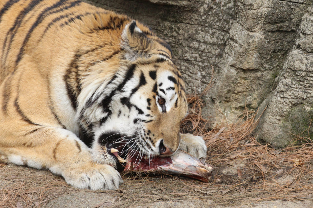 tiger-pittsburgh-zoo