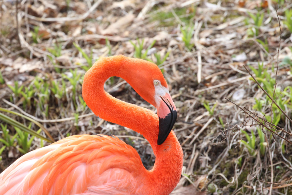 pittsburgh-zoo-flamingo