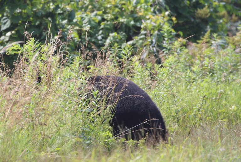 Bare Ass Bear (Craptacular Photo Therein)