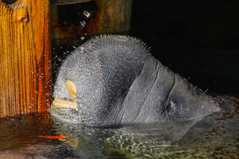 The Incredibly Fat Manatees Of Key Largo