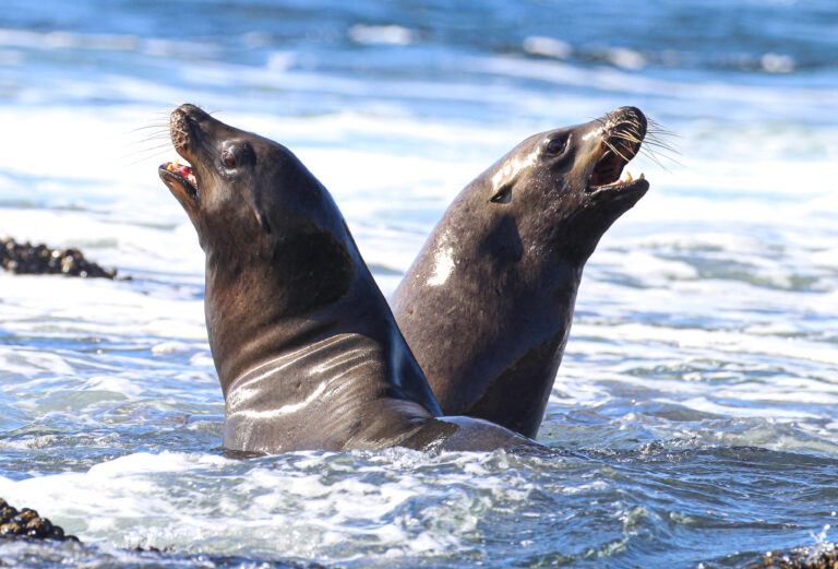 The Spendiferous Sea Lions Of La Jolla Cove